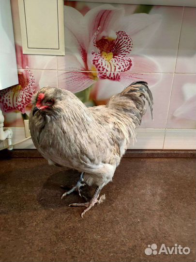 Инкубационное яйцо.Цыплята Амераукана