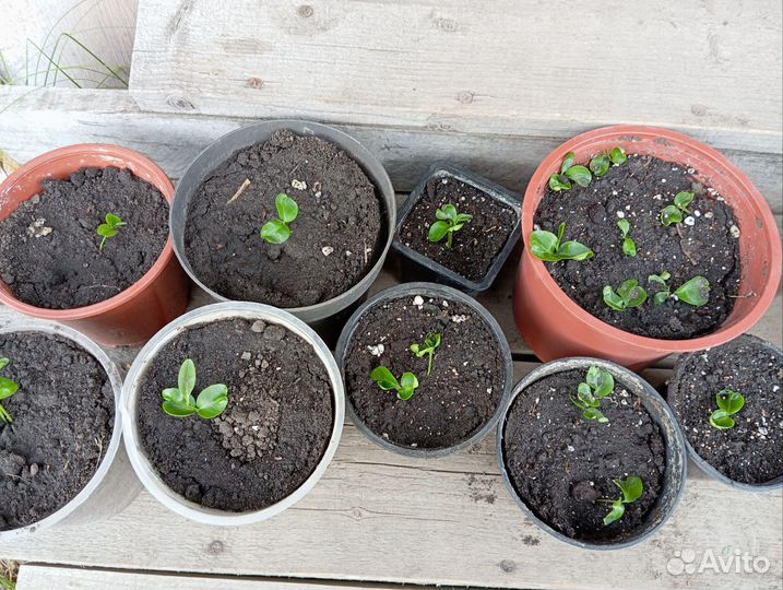 Мандарин хорошо укоренен