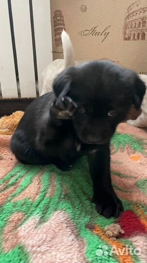 Отдам в добрые руки милых девочек