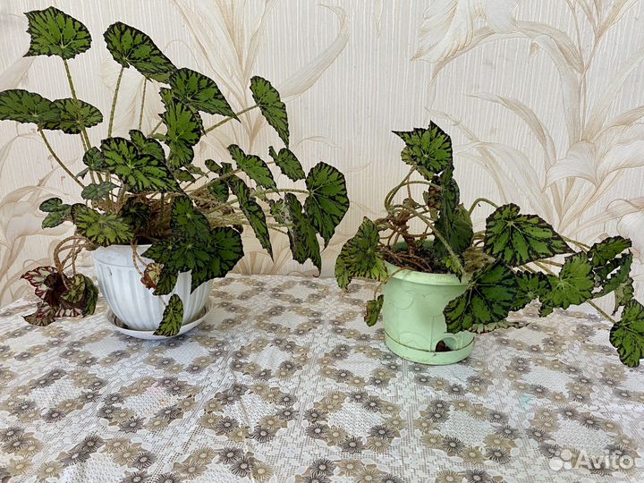 Домашний цветок Бегония тигровая - 2 шт