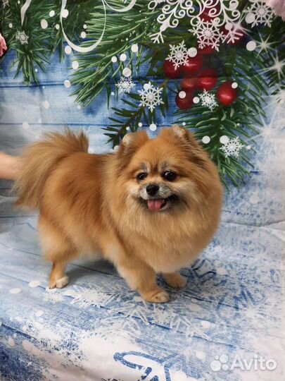 Стрижка, груминг собак