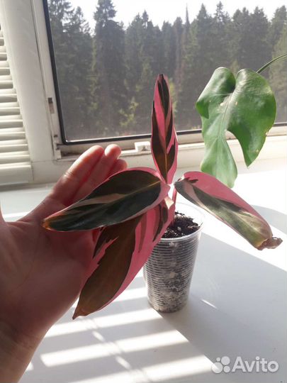 Строманта триколор