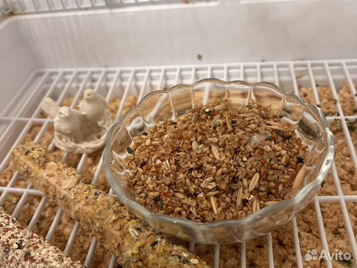 Волнистый попугай