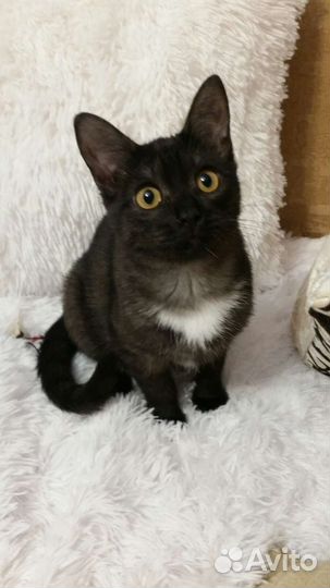 Кошечка в добрые руки