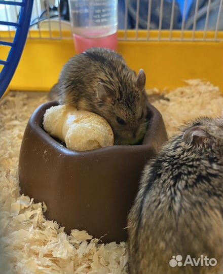 Джунгарский хомяк