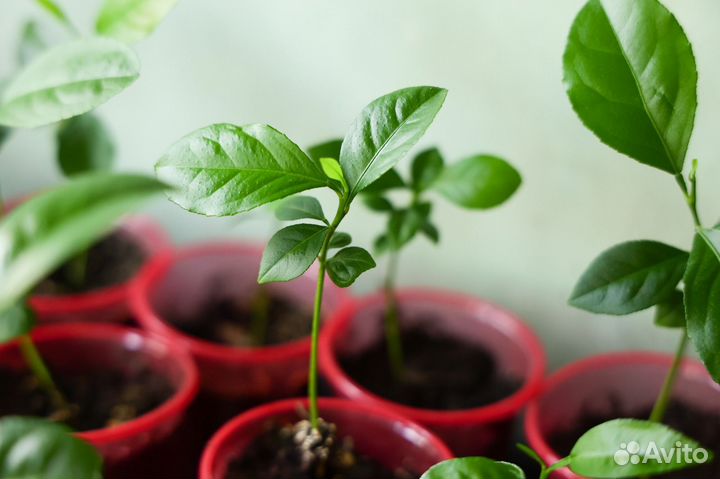 Саженцы цитрусовых