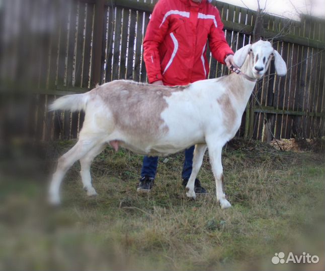 Козы Нубийские, Шами-Камори