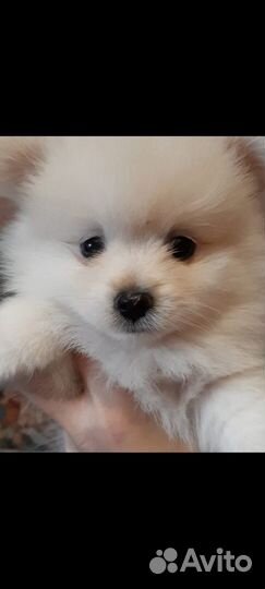 Щенки померанского шпица