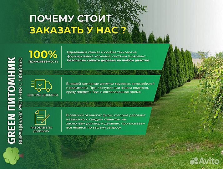 Деревья крупномеры