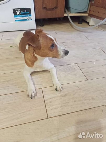 Щенки джек Рассел терьер гладкошерстный