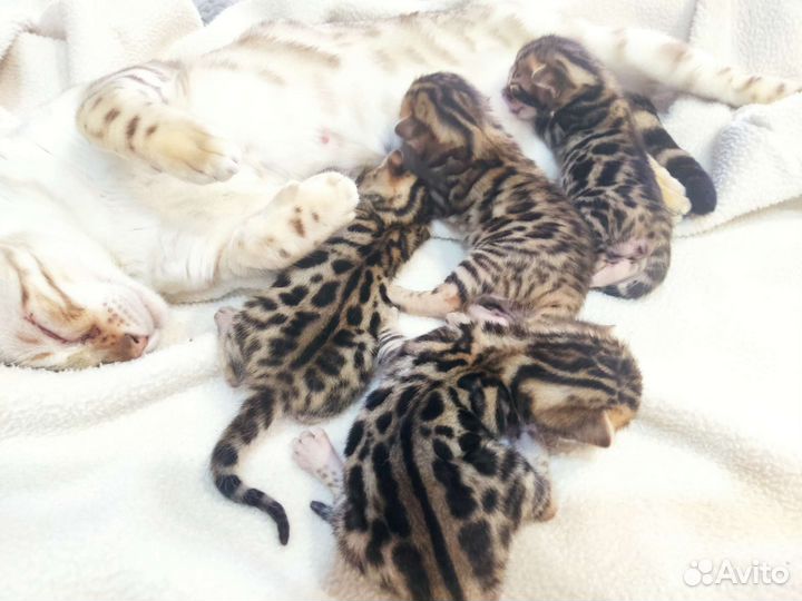 Бенгальская кошка