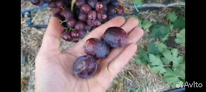 Саженцы и черенки винограда