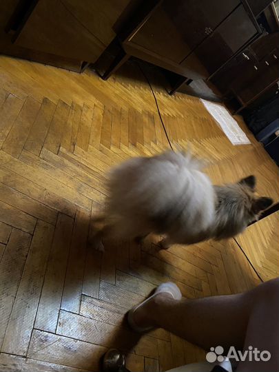 Немецкий шпиц