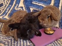 Вислоухие карликовые домашние крольчата