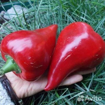 Семена сладкого перца Леся