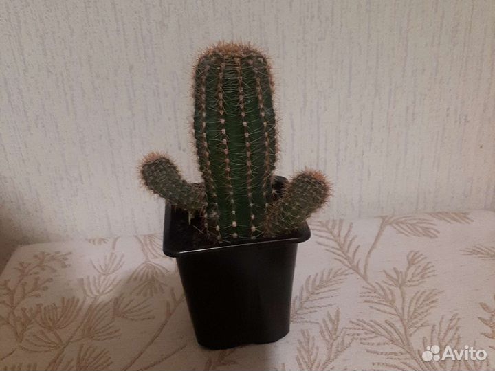 Кактус эхинопсис