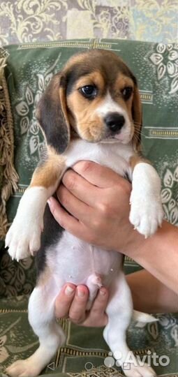 Щенки бигль