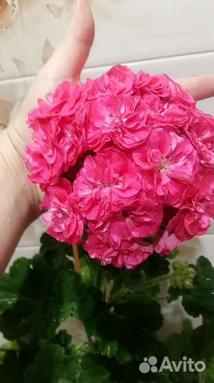 Пеларгония герань