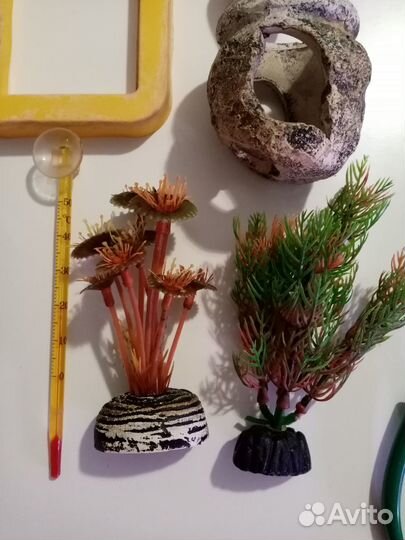 Креветки жёлтые, Теодоксусы