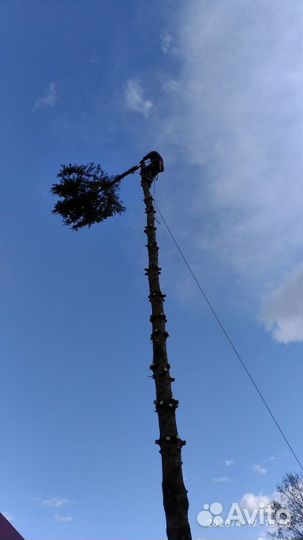 Спил аварийных деревьев