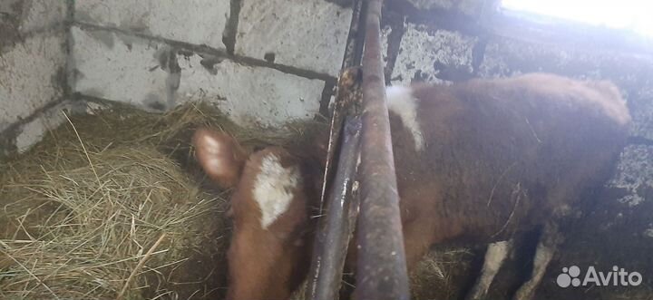 Телята бычки