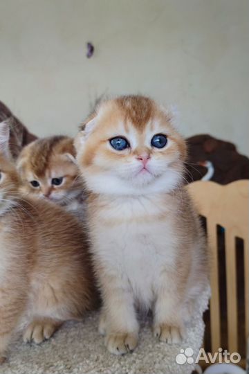 Котик золотистый