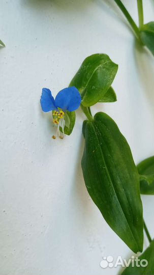 Традесканция