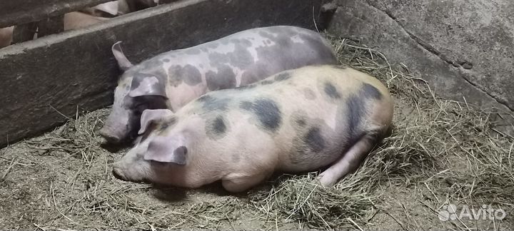 Поросята мясной породы