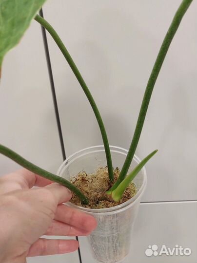 Филодендрон