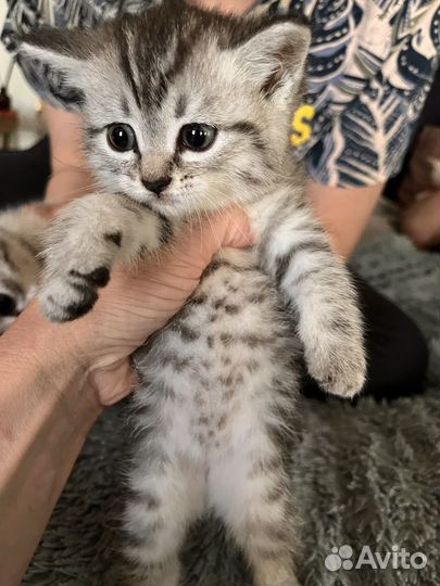 Котята шотландцы