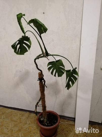 Комнатные растения