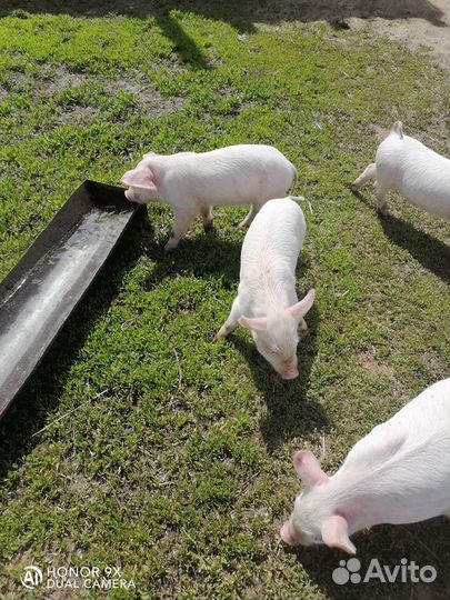 Поросенок ландрас