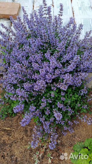 Многолетние цветы