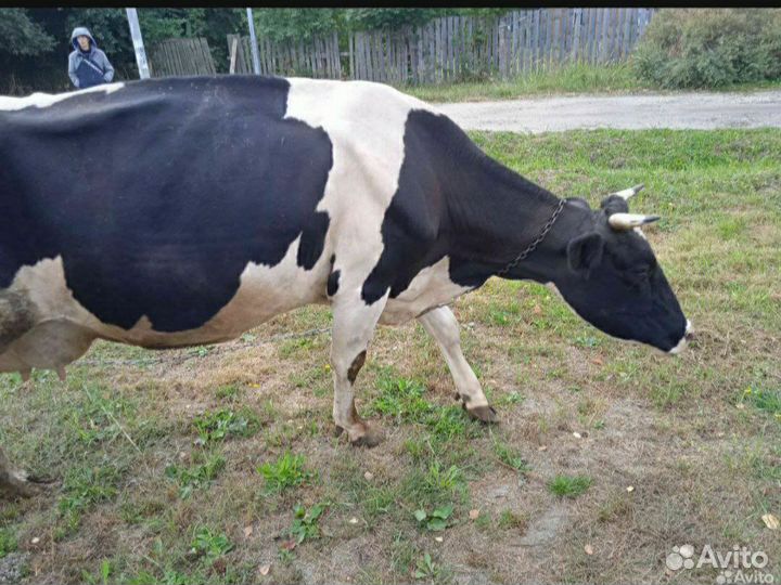 Коровы дойные, телочка, свиньи, бараны