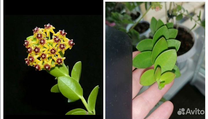 Хойя на срез, все по одной цене