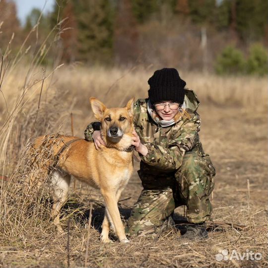 Собака в добрые руки