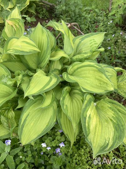 Сортовая хоста и др. Многолетники.Подарок-хоста)