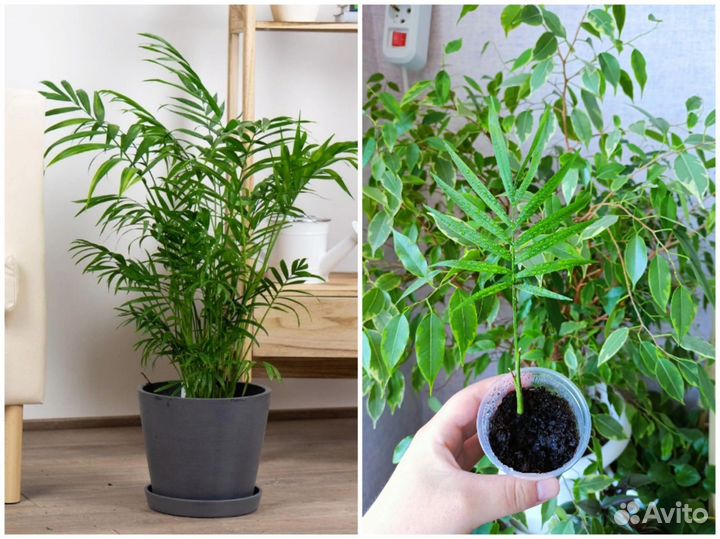 Комнатные цветы