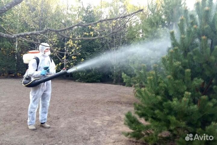 Уничтожение клопов тараканов грызунов блох клещей