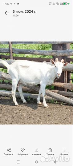 Дойная коза