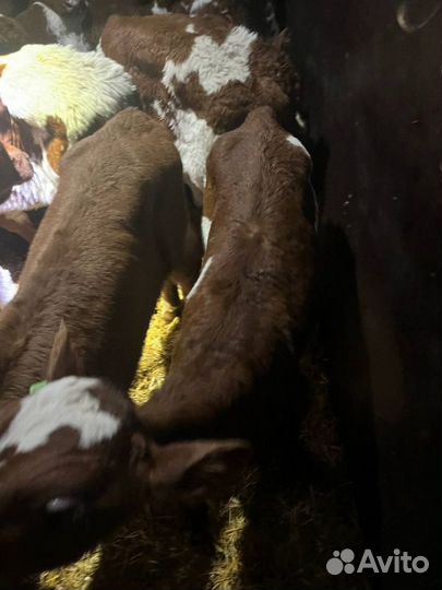 Телята бычки доставка