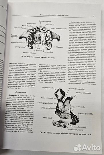 Атлас анатомии человека синельников