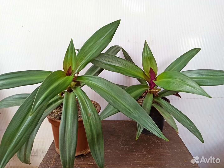 Комнатные растения