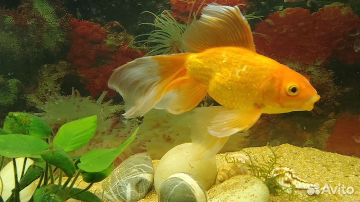 Золотая рыбка