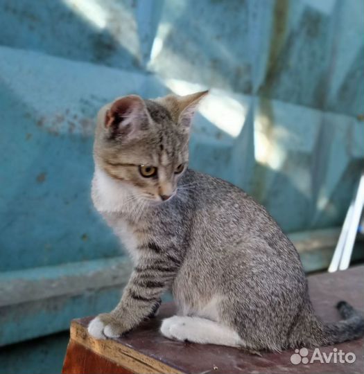 Котенок в добрые руки бесплатно