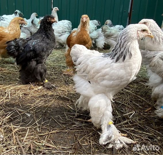 Цыплята брама (4-5 месяца)