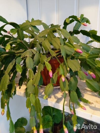 Декабристы отцвели :