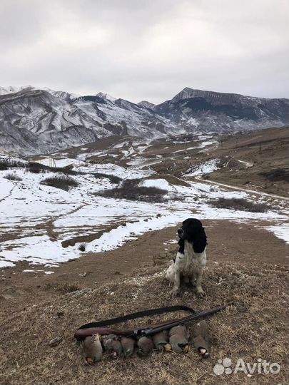 Русский охотничий спаниель