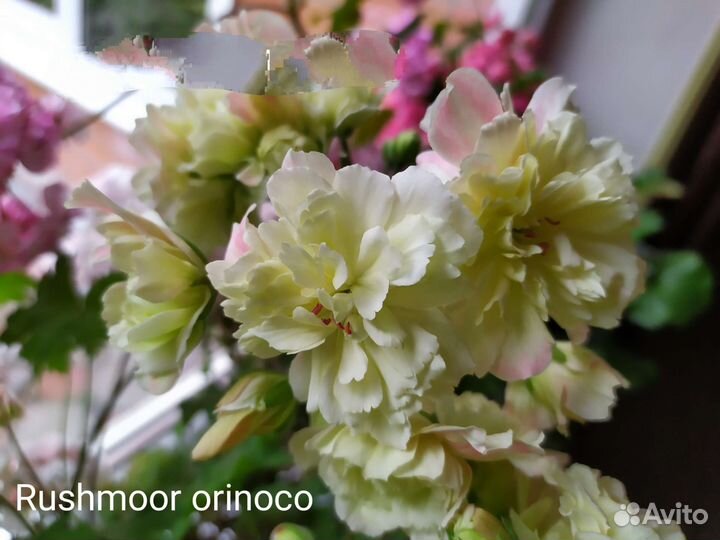 Пеларгония Rushmoor Orinoco