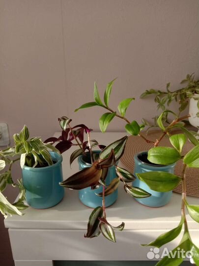 Традесканция